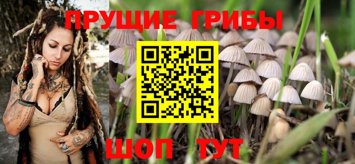 Сатка  Псилоцибиновые грибы MAGIC MUSHROOMS  Вход с VPN 